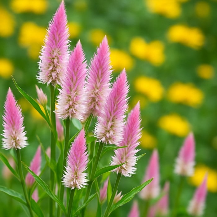 Almanac Planting Co: Celosia Flamingo Feather with soft pink plumes against a yellow-flowered garden background