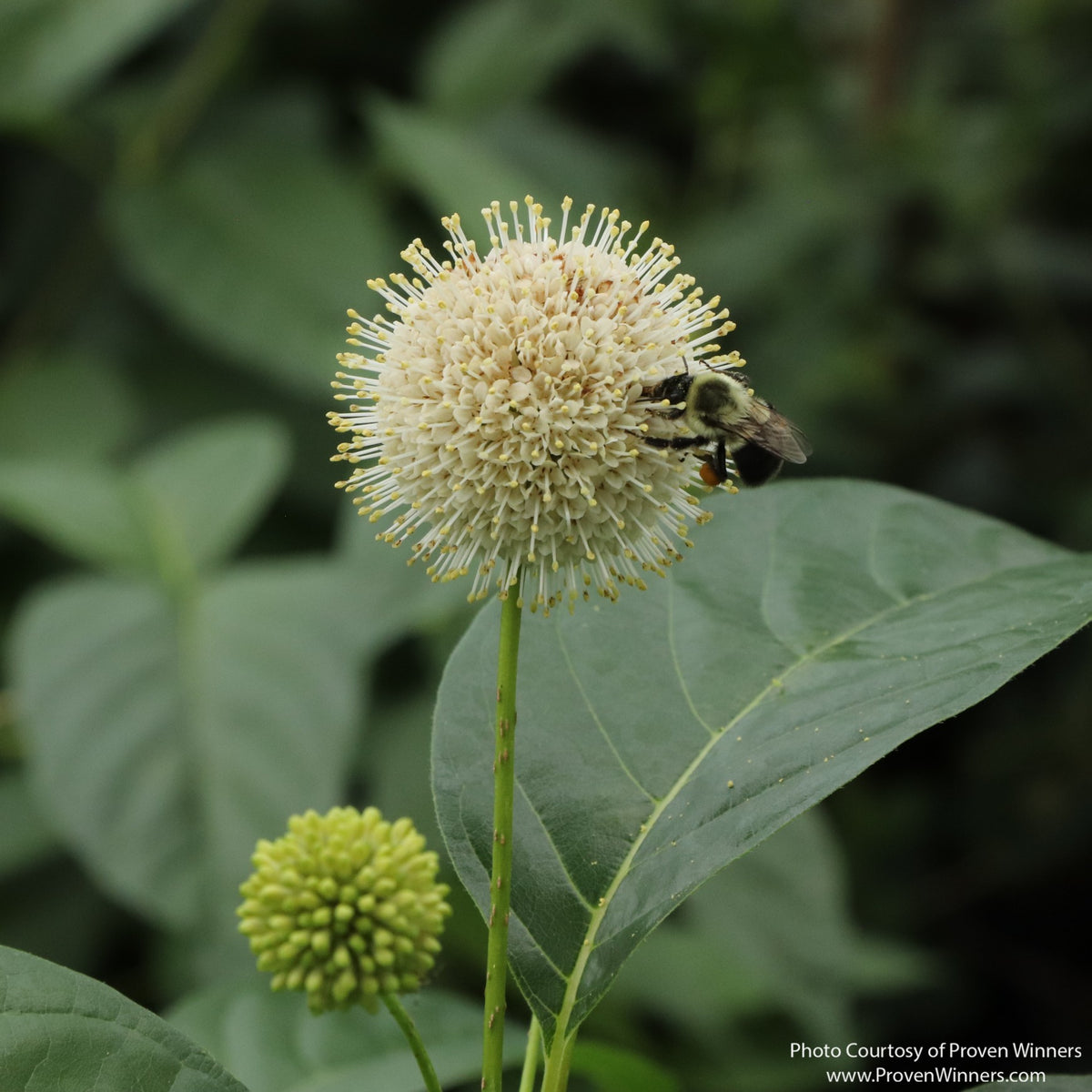 Almanac Planting Co: Close-up of Sugar Shack® 2.0 Buttonbush white spherical flower with a bee feeding on the bloom