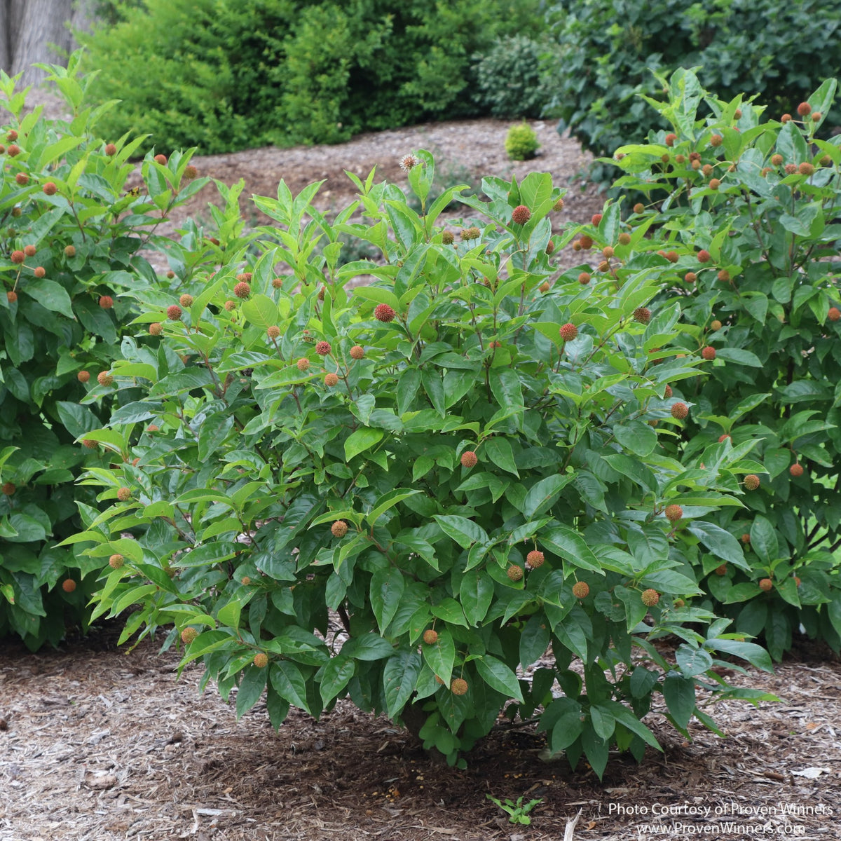 Almanac Planting Co: Sugar Shack® 2.0 Buttonbush shrub with rounded red seedheads and green foliage in landscape planting