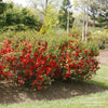 Double Take® Orange Quince (Chaenomeles speciosa ‘Orange Storm’) by Proven Winners. There are a group of quince bushes growing in a raised bed. The bushes are covered in orangish red blooms.