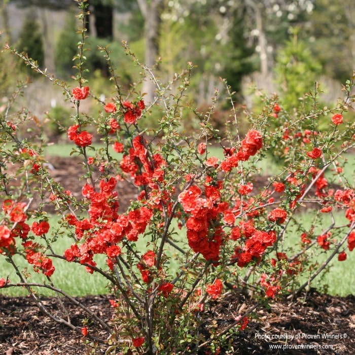 Double Take® Orange Quince (Chaenomeles speciosa ‘Orange Storm’) by Proven Winners. The shrub is growing alone in a mulched garden.