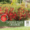 A branded creative for the Double Take® Orange Quince (Chaenomeles speciosa ‘Orange Storm’) by Proven Winners. The plant name and the Proven Winners logo are on the creative against an image of the quince bush.