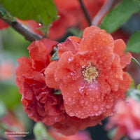 Double Take® Orange Quince (Chaenomeles speciosa ‘Orange Storm’) by Proven Winners. A close up image of a bloom covered in water drops.