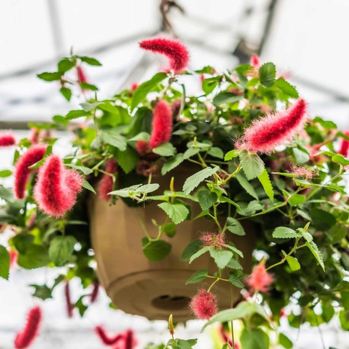 Almanac Planting Co: This image features a lush Chenille Firetail (Acalypha hispida) trailing from a hanging basket, with its vibrant red fuzzy blooms cascading elegantly among green foliage. A striking tropical houseplant or patio stunner, it's perfect for adding playful texture and bold color to any indoor or outdoor space.