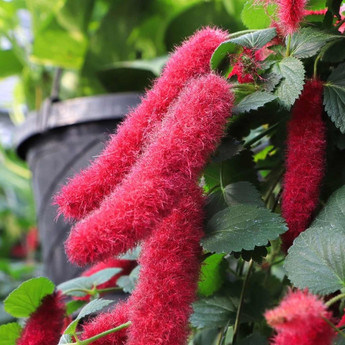 Almanac Planting Co: A close-up of Chenille Firetail (Acalypha hispida) highlights its signature soft, crimson catkin-like blooms. This eye-catching plant is loved for its exotic appearance and works beautifully in hanging baskets or containers, where its long, velvety flowers can spill dramatically over the edges.