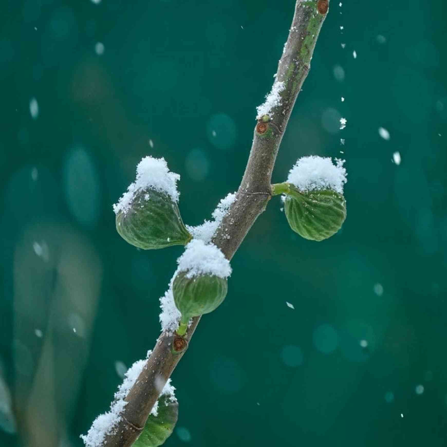 Chicago Hardy Fig Tree