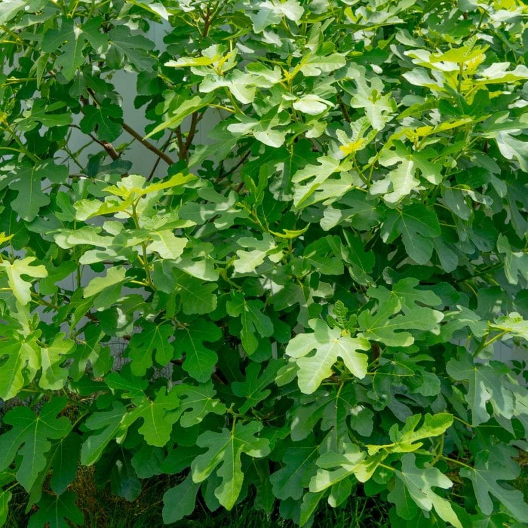 Almanac Planting Co Chicago Hardy Fig Tree (Ficus carica 'Chicago Hardy'). A branched fig tree growing against a wall.