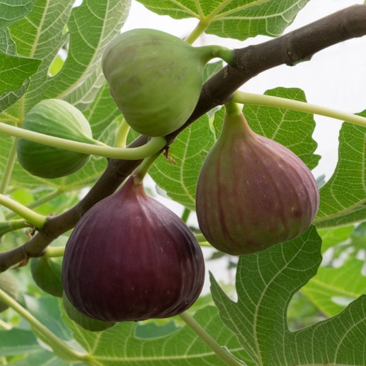 Almanac Planting Co Chicago Hardy Fig Tree. A cluster of green and purple figs growing on a branch. They're surrounded by green fig leaves.