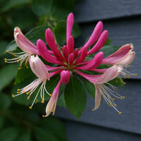 Chocolate Honeysuckle