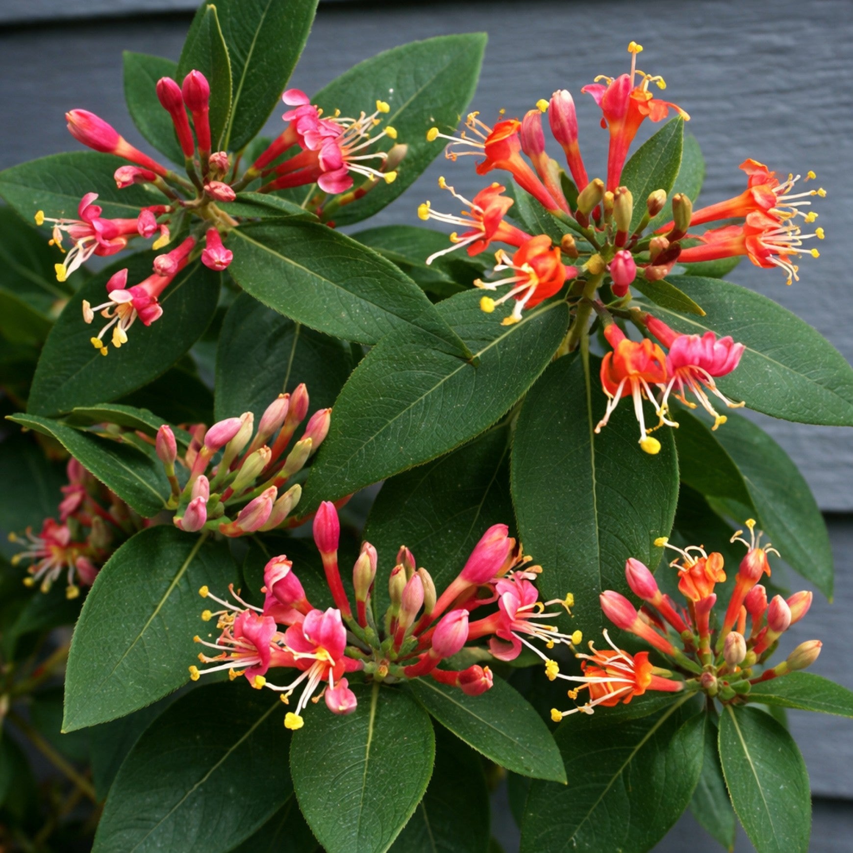 Chocolate Honeysuckle