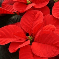 Almanac Planting Co Christmas Mouse Poinsettia Top View Close-Up of Mouse Ear-Shaped Red Bracts