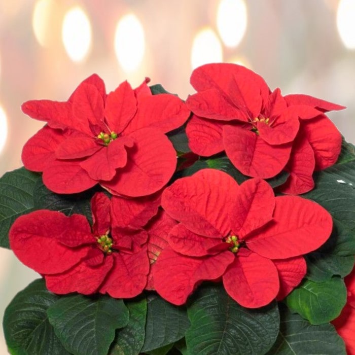 Almanac Planting Co Christmas Mouse Poinsettia Side View with Mouse Ear-Shaped Red Bracts in Front of Christmas Lights