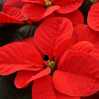 Almanac Planting Co Christmas Mouse Poinsettia Top View Close-Up of Mouse Ear-Shaped Red Bracts