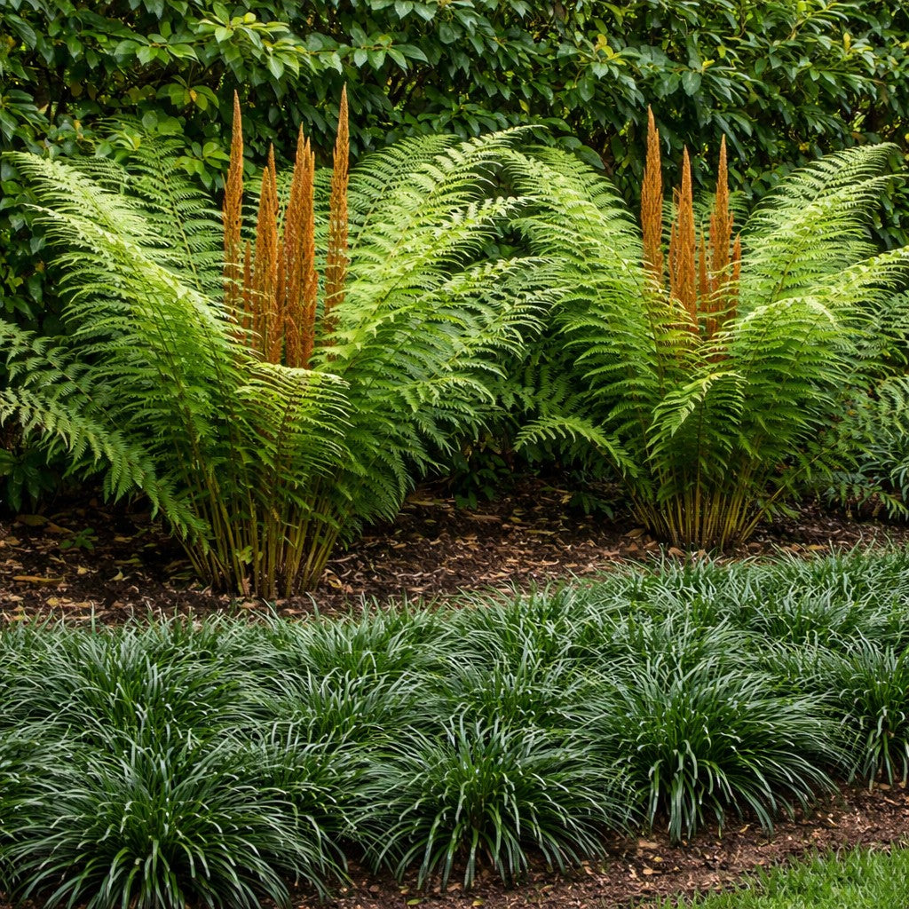 Cinnamon Fern