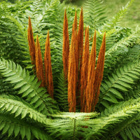 Cinnamon Fern
