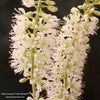 A close up image of a Vanilla Spice® Summersweet (Clethra alnifolia ‘Caleb’) by Proven Winners bloom.