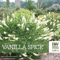 A branded creative for Vanilla Spice® Summersweet (Clethra alnifolia ‘Caleb’) by Proven Winners. The creative features the Proven Winners logo and the name of the plant.