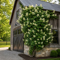 Almanac Planting Co: Climbing hydrangea vine growing up the side of a rustic barn with creamy white summer blooms