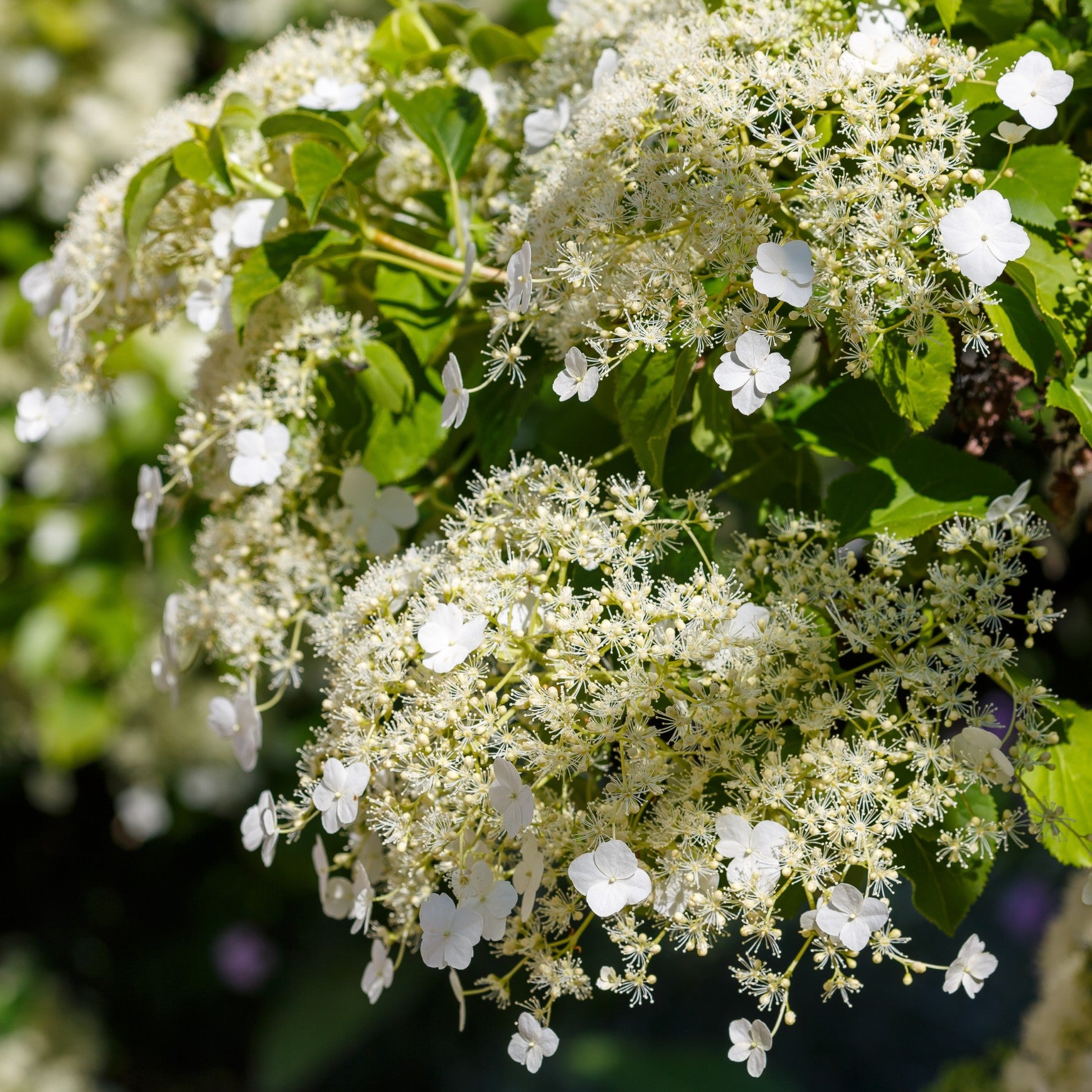Almanac Planting Co: Close-up of climbing hydrangea flowers cascading over a natural stone garden wall