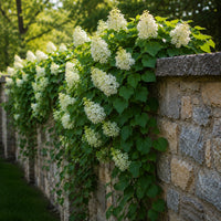 Almanac Planting Co: Mature climbing hydrangea vine covering a stone wall with lush green foliage and white blooms in summer sunlight