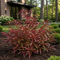Coastal Leucothoe