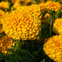 Almanac Planting Co: Coco™ Marigold ‘Gold’ African marigold with large double gold bloom on long upright stem