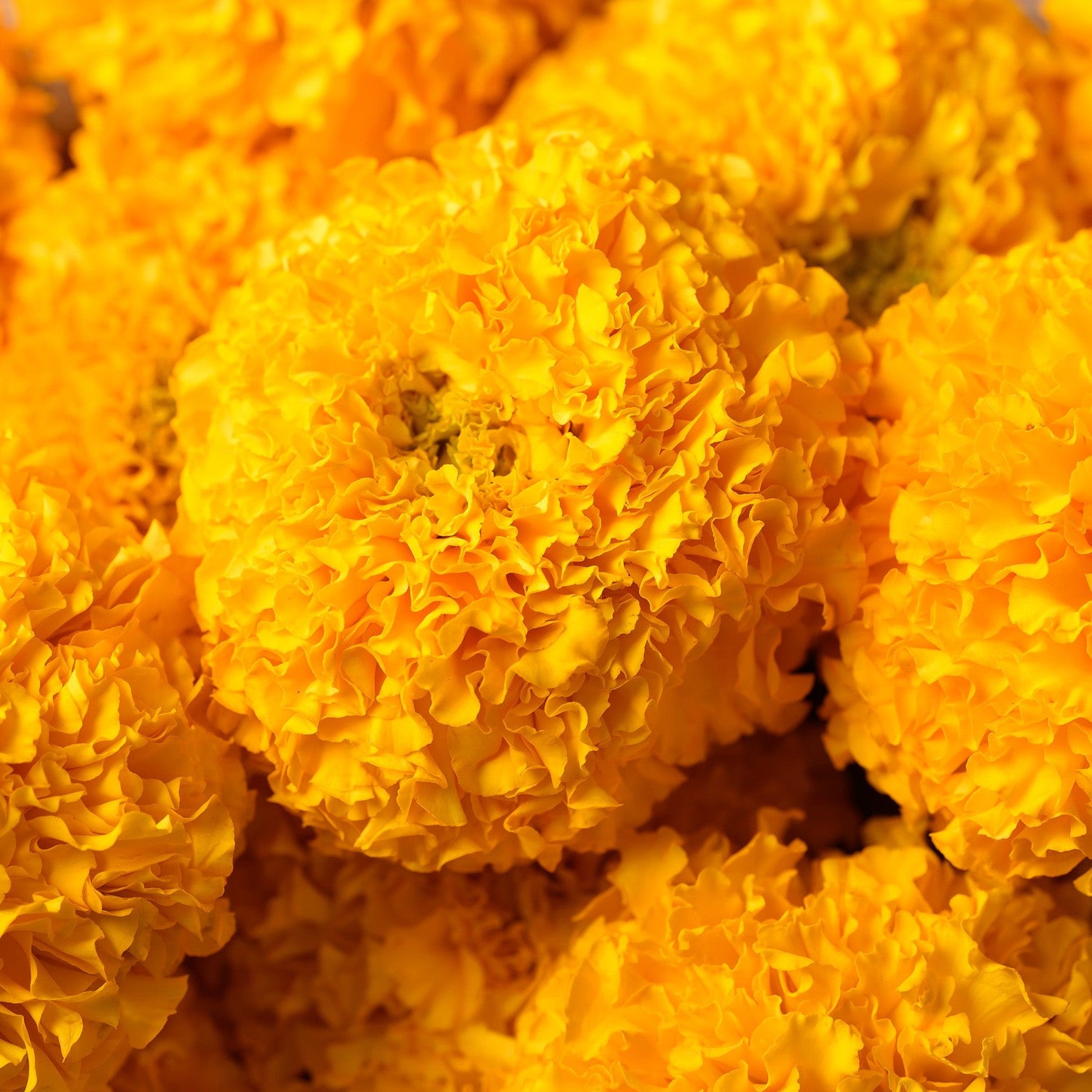 Almanac Planting Co: Coco™ Marigold ‘Gold’ close-up of fully double gold marigold flower