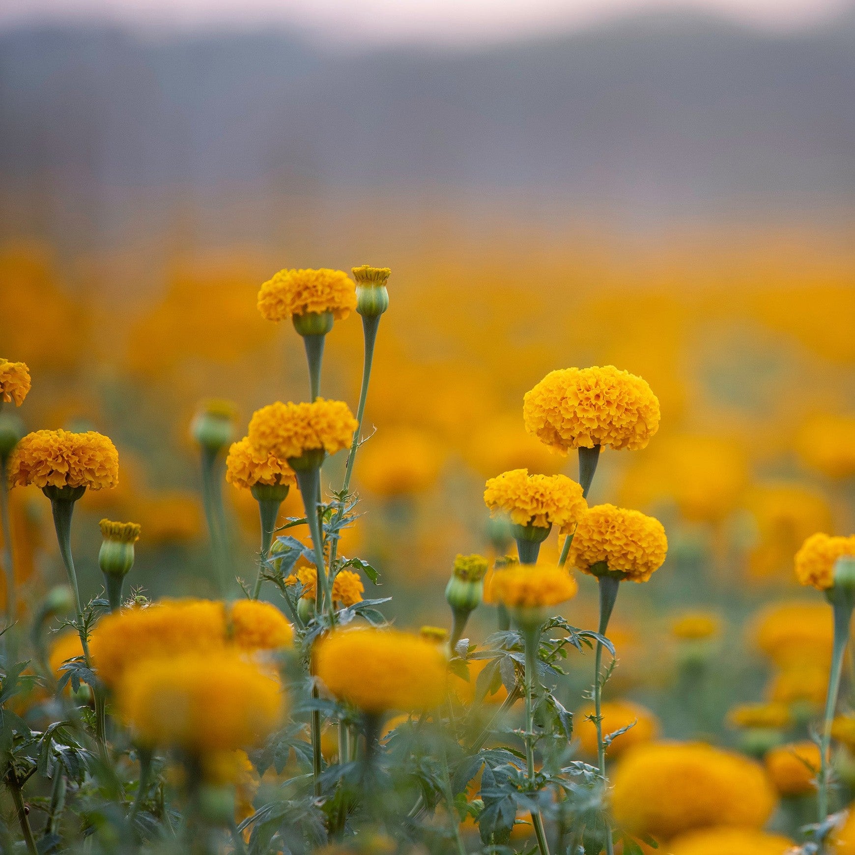 Almanac Planting Co: Coco™ Marigold ‘Gold’ plants in bloom showing uniform growth and golden color