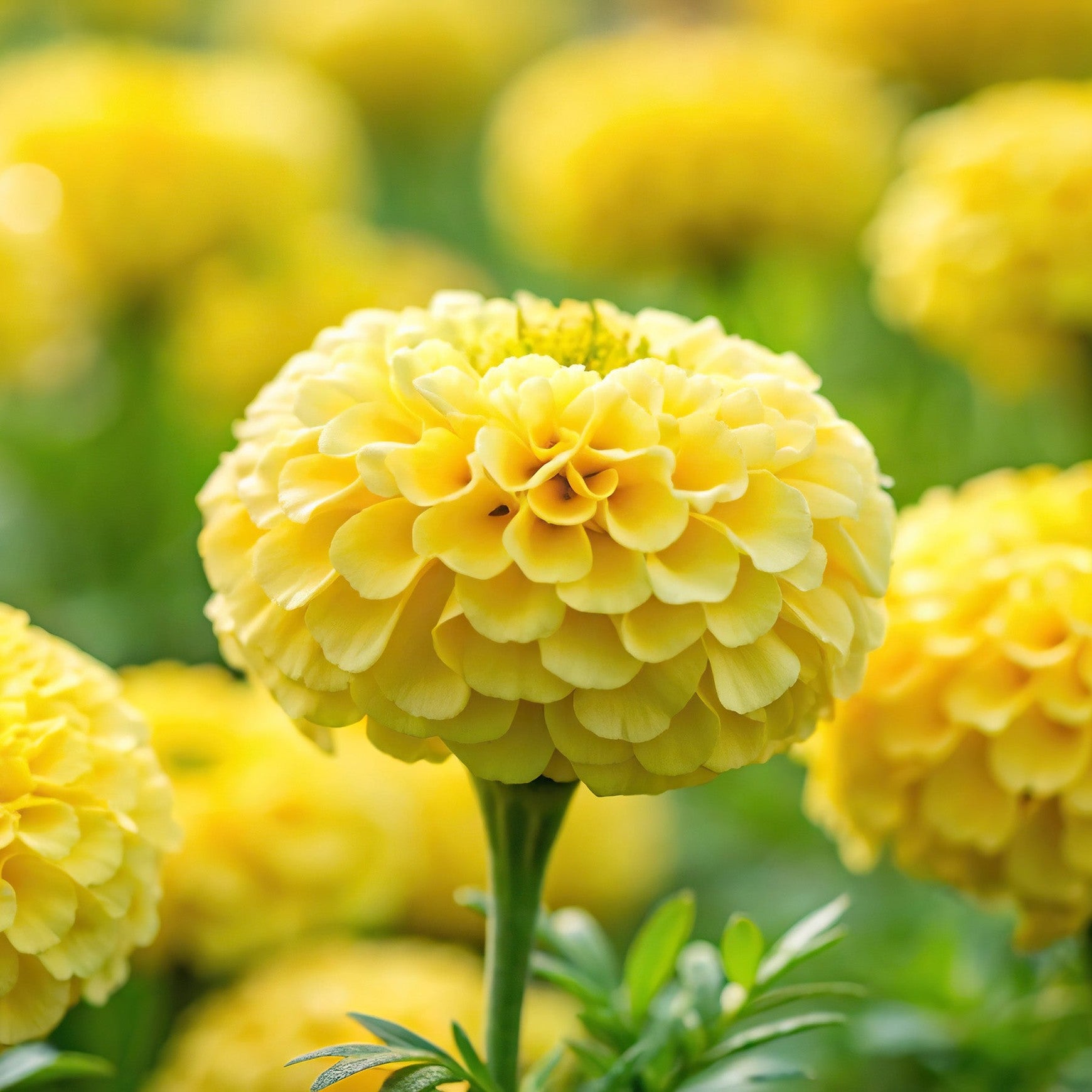 Almanac Planting Co: Coco™ Marigold ‘Yellow’ flower close-up showing fully double golden-yellow bloom on long stem