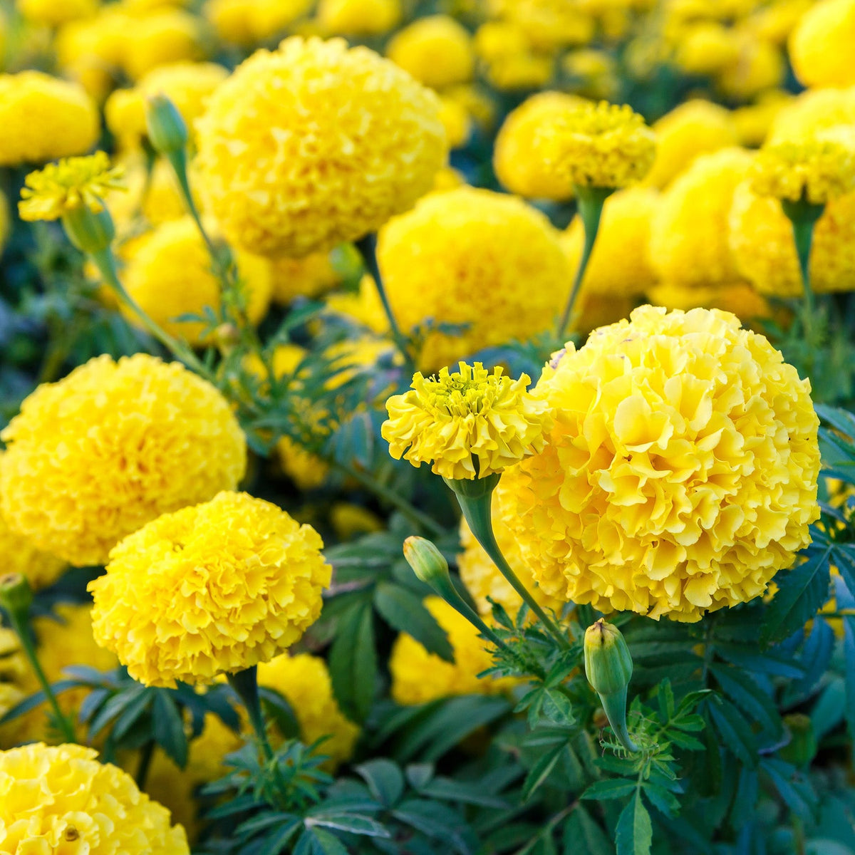 Almanac Planting Co: Coco™ Marigold ‘Yellow’ plants in full bloom displaying uniform growth and vibrant yellow color