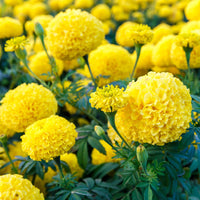 Almanac Planting Co: Coco™ Marigold ‘Yellow’ plants in full bloom displaying uniform growth and vibrant yellow color