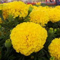 Almanac Planting Co: Coco™ Marigold ‘Yellow’ with large double flowers and strong upright stems