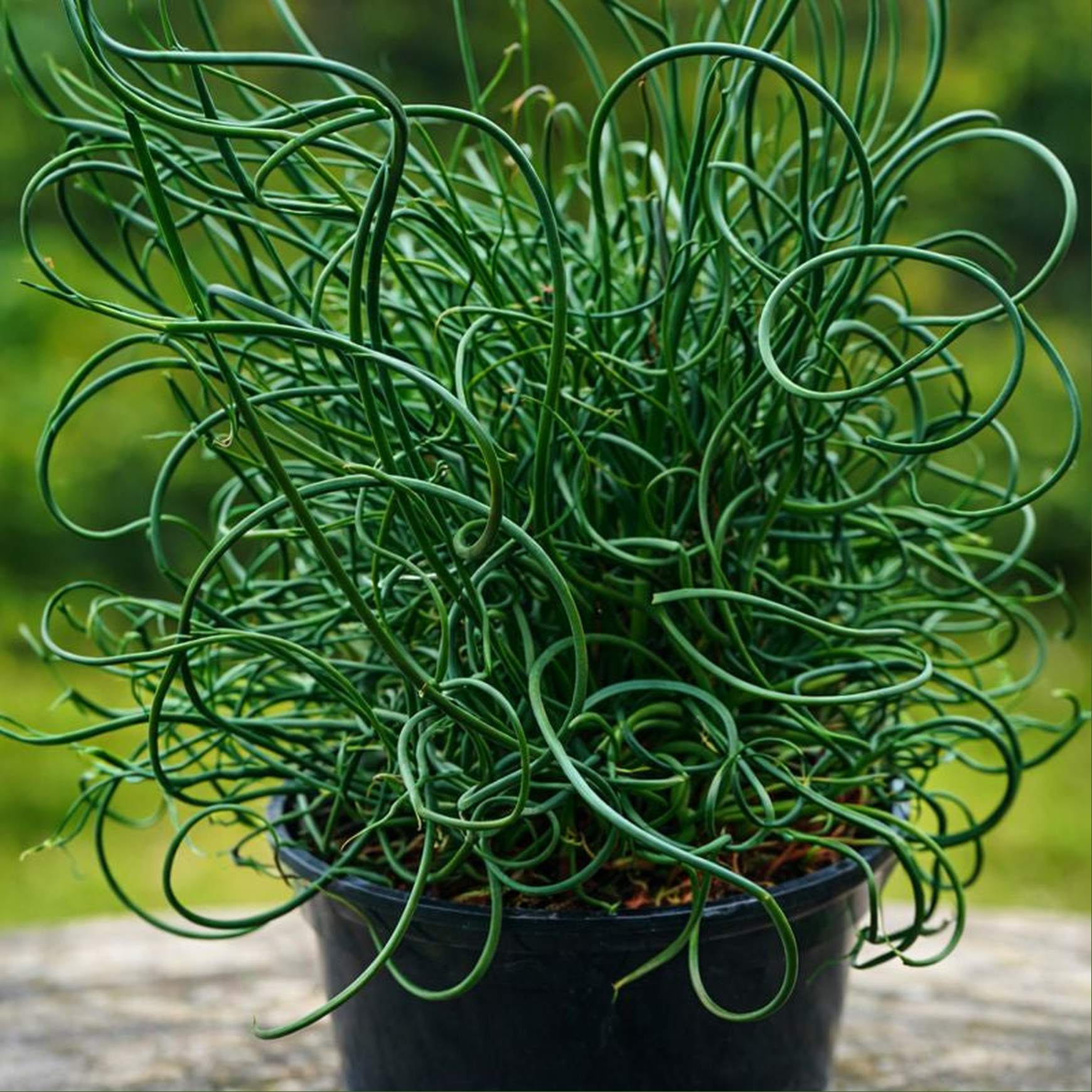 spiral house plant ColorGrass® Twister
