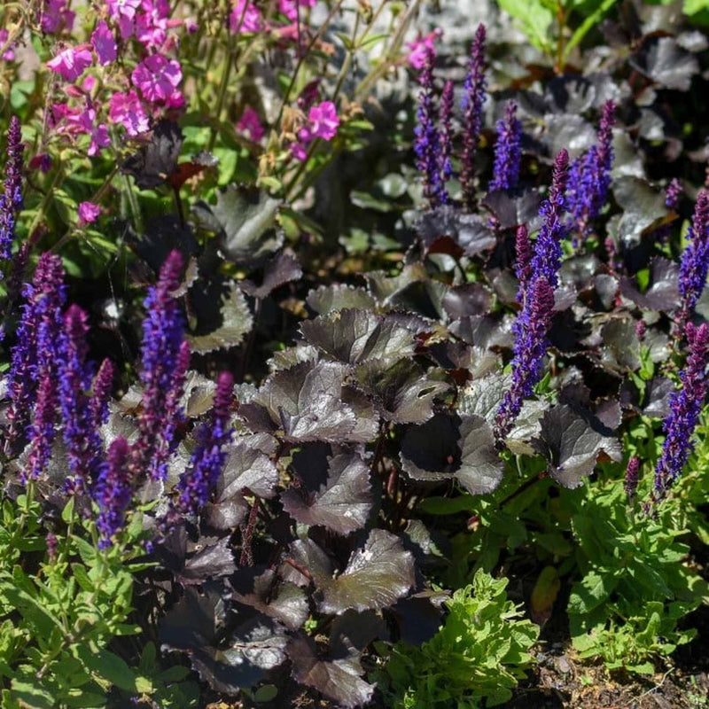 Blackout Coral Bells | Heuchera 'Blackout' – Almanac Planting Co