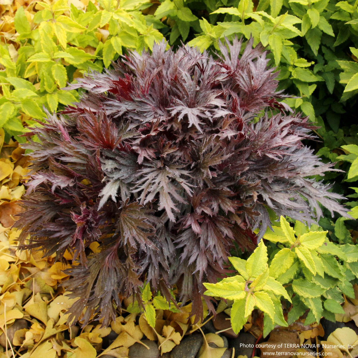 Coral Bells FYRE WING™ 'Rhodonite'