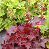 Almanac Planting Co: Heuchera 'Fire Chief' Coral Bells with red foliage and pink flower spikes in partial shade garden