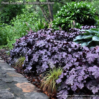 Almanac Planting Co: This mass planting of Heuchera ‘Grande Amethyst™’ creates a striking display with its bold purple foliage and rich texture. Perfect for shaded borders and groundcover, it delivers year-round garden drama and reliable color.