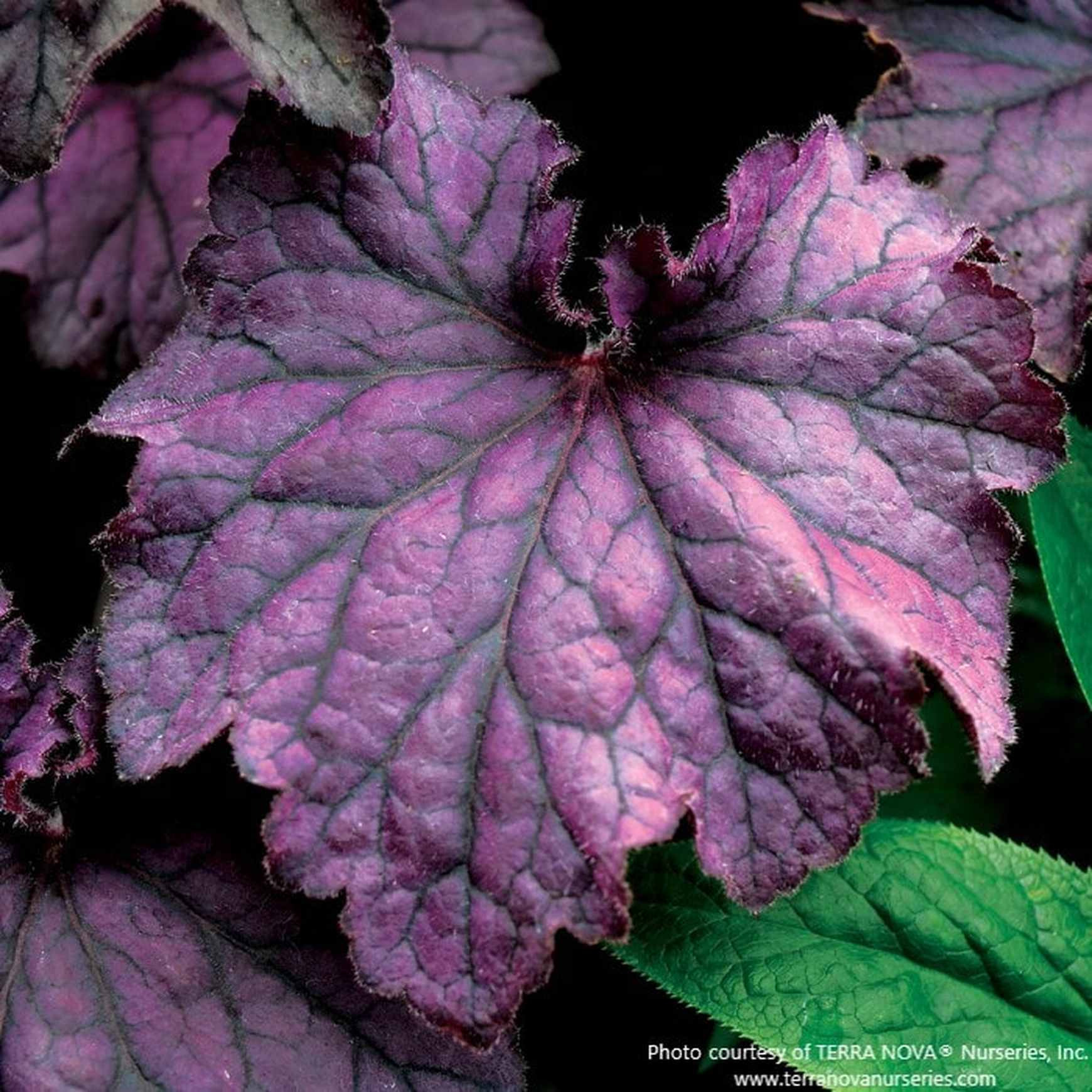 Almanac Planting Co: A close-up of Heuchera ‘Grande Amethyst™’ highlights its intricate leaf veining and vibrant amethyst tones. The bold foliage brings unique texture and color contrast to shaded gardens and landscape designs.