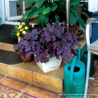 Almanac Planting Co: Heuchera ‘Grande Amethyst™’ shines in a decorative patio container, showing off its large, deep violet leaves. A versatile perennial that thrives in pots or garden beds, adding elegance and long-season interest.