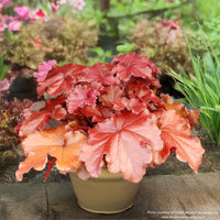Almanac Planting Co: Heuchera GRANDE™ ‘Carnelian’ coral bells with oversized amber-orange foliage in container