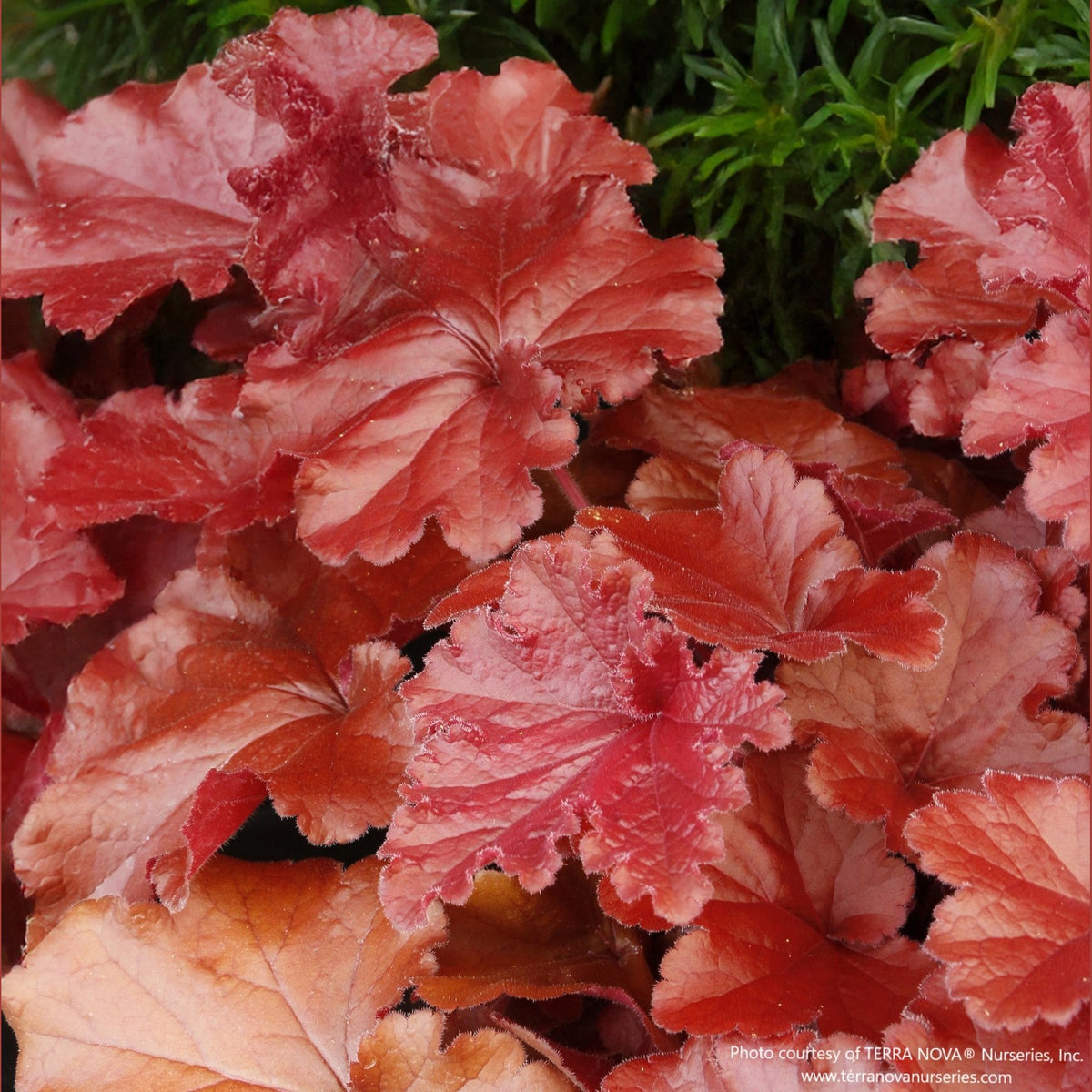 Almanac Planting Co: Close-up of Heuchera GRANDE™ ‘Carnelian’ leaves showing rich amber and rose tones