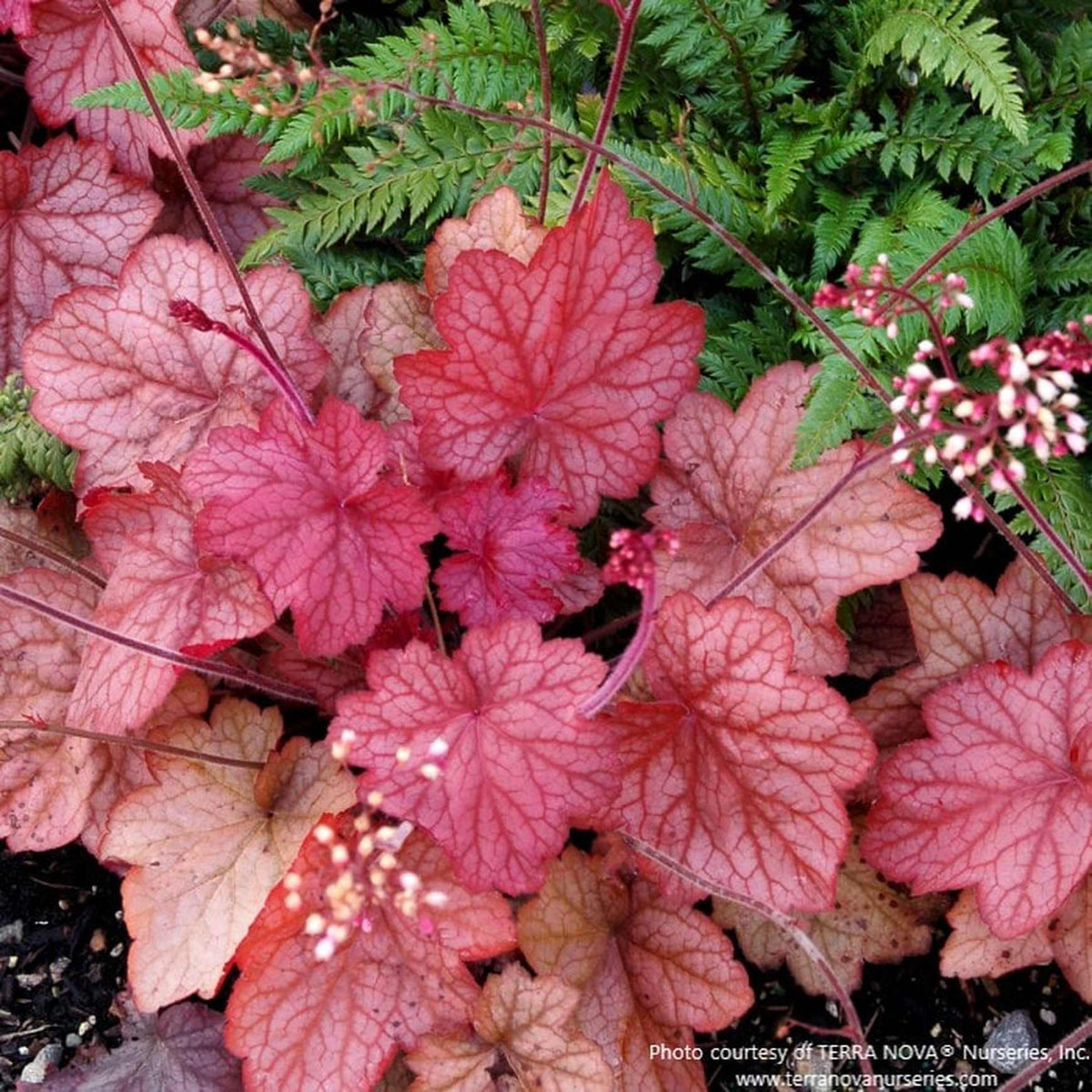 Almanac Planting Co: A rich display of Heuchera 'Georgia Peach' in full color, glowing with large peach-toned foliage that deepens to rose-red in cooler temperatures. This standout coral bells variety adds vibrant contrast to shade gardens, containers, and mixed borders.