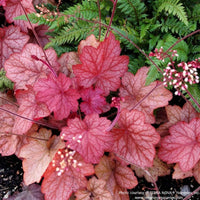 Almanac Planting Co: A rich display of Heuchera 'Georgia Peach' in full color, glowing with large peach-toned foliage that deepens to rose-red in cooler temperatures. This standout coral bells variety adds vibrant contrast to shade gardens, containers, and mixed borders.