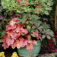 Almanac Planting Co: Georgia Peach coral bells spill over the edge of a pot in this lush planting, showcasing their luminous pink-orange leaves and delicate ivory flower spikes. A perfect foliage anchor for woodland edges and patio containers.