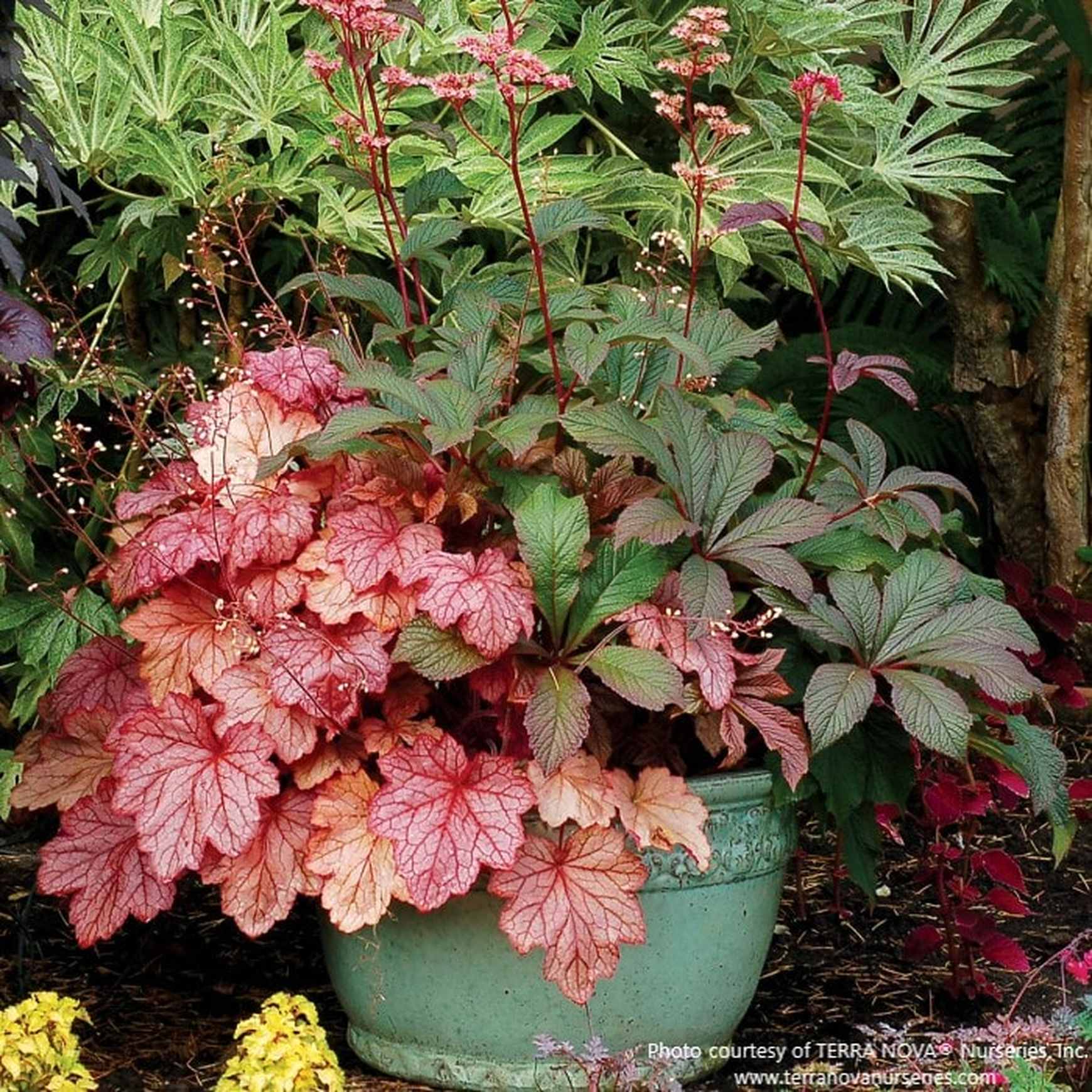 Almanac Planting Co: Georgia Peach coral bells spill over the edge of a pot in this lush planting, showcasing their luminous pink-orange leaves and delicate ivory flower spikes. A perfect foliage anchor for woodland edges and patio containers.