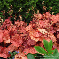 Almanac Planting Co: This mass planting of Heuchera 'Georgia Peach' offers an impressive mix of seasonal foliage color and texture. Known for its bold, large leaves and long bloom time, it's an ideal pick for four-season interest in the garden.