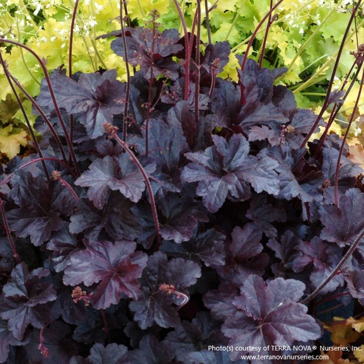 1️⃣ Almanac Planting Co: Heuchera 'Obsidian' Coral Bells with glossy black foliage in shaded garden bed