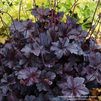 1️⃣ Almanac Planting Co: Heuchera 'Obsidian' Coral Bells with glossy black foliage in shaded garden bed