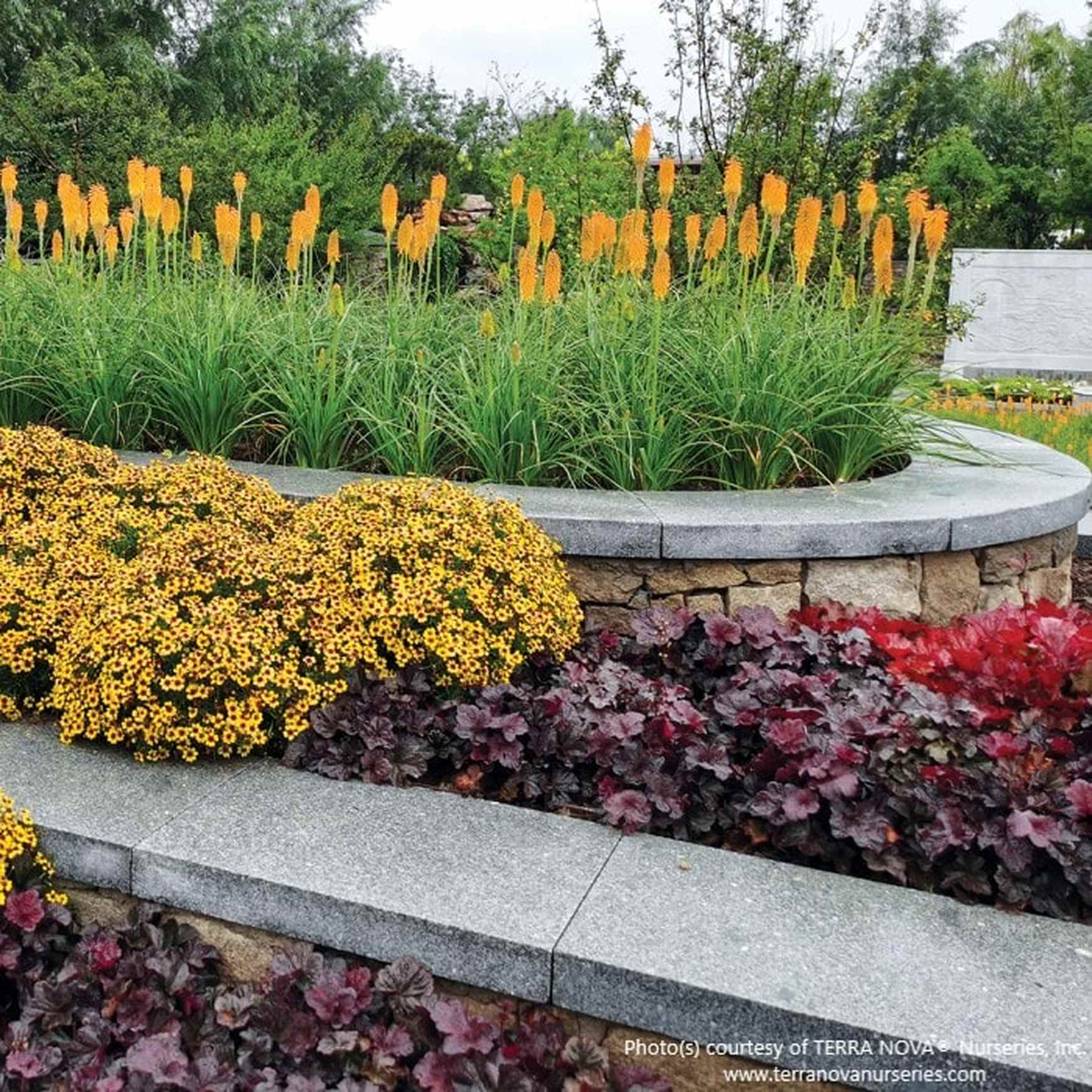 Almanac Planting Co Coral Bells
