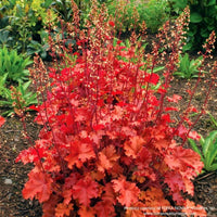 Almanac Planting Co: Heuchera 'Peach Crisp' Coral Bells with glowing peach-orange foliage in garden bed